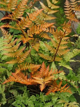 Narecznica czerwonozawijkowa- Dryopteris erythrosora