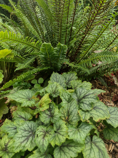 Podrzeń żebrowiec- Blechnum spicant