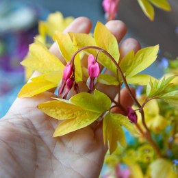 Serduszka 'Yellow Leaf'