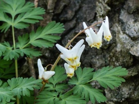 Serduszka kapturkowata- Dicentra cucullaria