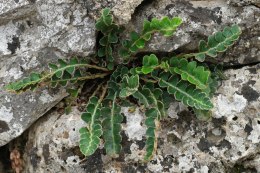 Śledzionka skalna- Asplenium ceterach