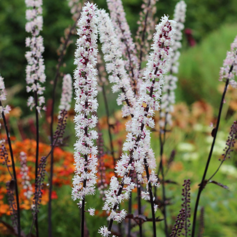 Świecznica 'Chococholic'