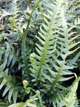 Zanokcica hebanowa- Asplenium ebenoides