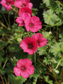 Bodziszek popielaty 'Jolly Jewel Raspberry'