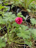 Bodziszek popielaty 'Jolly Jewel Raspberry'