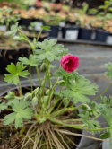 Bodziszek popielaty 'Jolly Jewel Raspberry'