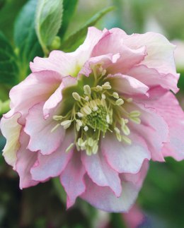 Ciemiernik orientalny 'Double Ellen Pink'