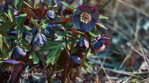 Ciemiernik orientalny 'Slaty Blue'