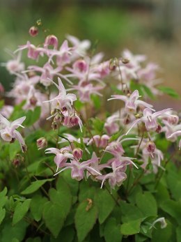 Epimedium 'Akebono'