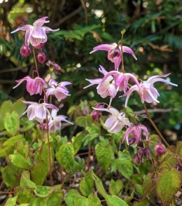 Epimedium 'Akebono'