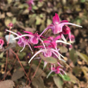 Epimedium 'Purple Pixie'