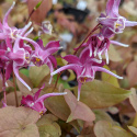 Epimedium 'Purple Pixie'