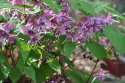 Epimedium 'Purple Pixie'