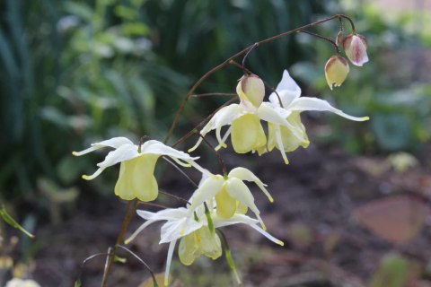 Epimedium 'Flowers of Sulphur'