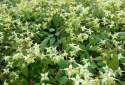 Epimedium 'Flowers of Sulphur'