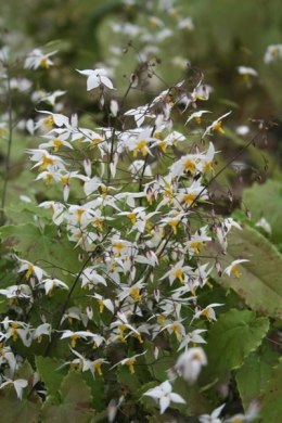 Epimedium 'Long Leaf Form'