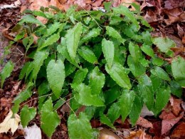 Epimedium 'Long Leaf Form'