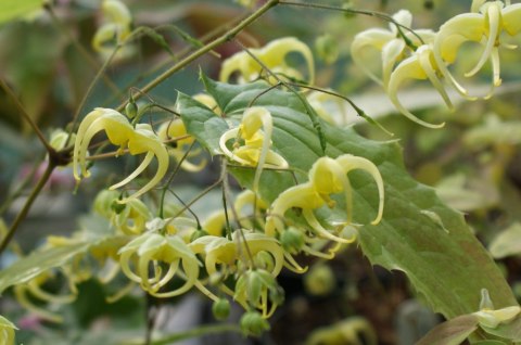 Epimedium 'Spine Tingler'