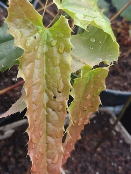 Epimedium 'Spine Tingler'