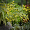 Epimedium 'Spine Tingler'