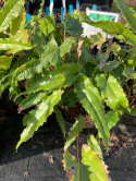 Epimedium 'Spine Tingler'