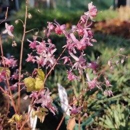 Epimedium 'Pink Elf'