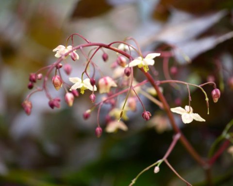 Epimedium 'Black Sea'