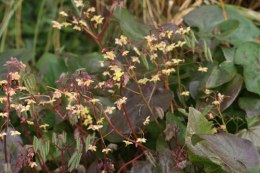 Epimedium 'Black Sea'