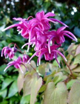 Epimedium 'Red Beauty'