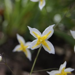 Epimedium 'Mandarin Star'