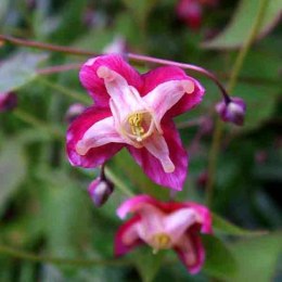 Epimedium 'Galadriel'