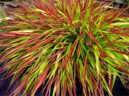 Hakonechloa 'Mulled Wine'