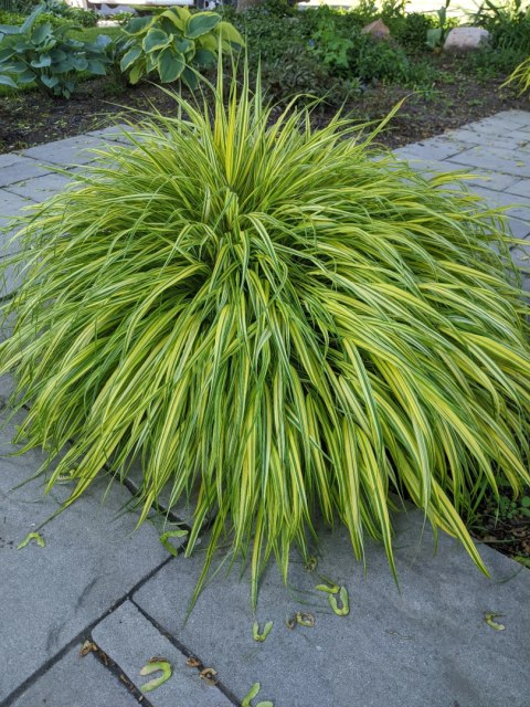 Hakonechloa 'Aureola'