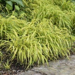 Hakonechloa 'Aureola'