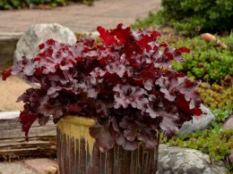 Żurawka 'Cherry Truffle'