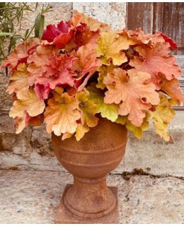 Żurawka 'Curly Amber'