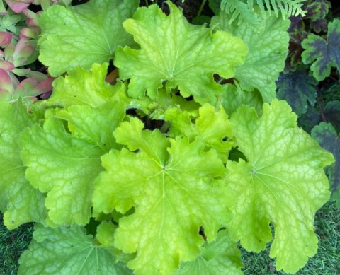 Żurawka 'Curly Lemon'