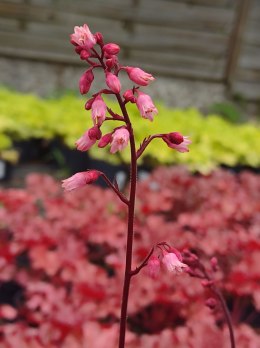 Żurawka 'Grape Soda'