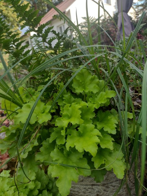 Żurawka 'Lime Marmalade'