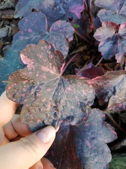 Żurawka 'Midnight Rose'