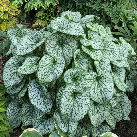 Brunnera 'Alexanders Great'