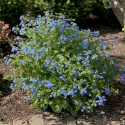 Brunnera 'Alexanders Great'