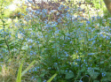 Brunnera 'Alexanders Great'