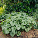 Brunnera 'Alexanders Great'