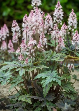 Tiarella 'Angel Wings'