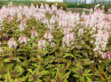 Tiarella 'Angel Wings'