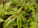 Tiarella 'Candy Striper'