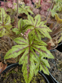 Tiarella 'Candy Striper'