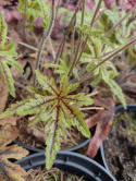 Tiarella 'Candy Striper'