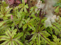 Tiarella 'Candy Striper'